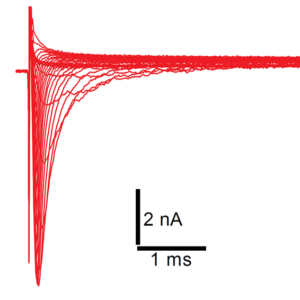 NaV1.5 patch clamp recording
