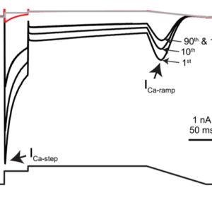 CaV1.2 patch clamp recording