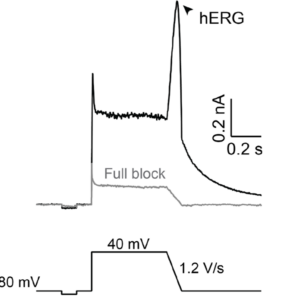 hERG Assay-Physiological Temperature